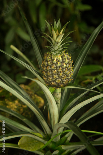The Pineapple (Ananas comosus) in the botanical garden .