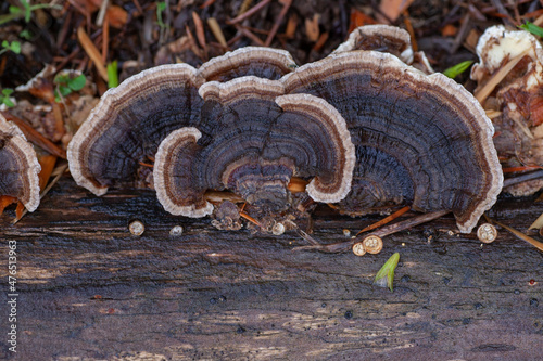 Group of turkey tail fungus