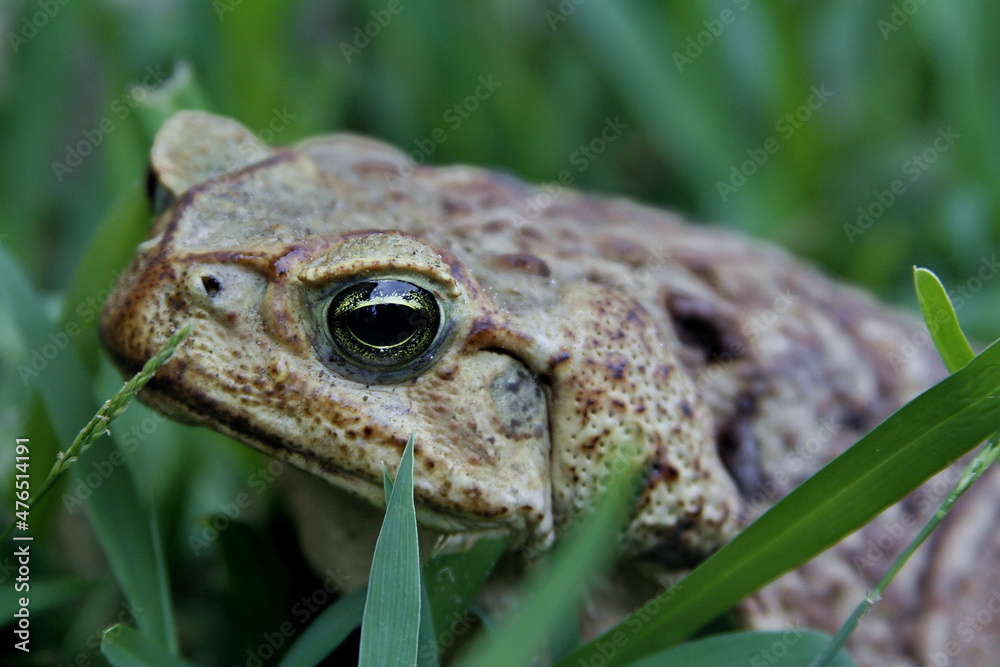 Fototapeta premium frog in the grass
