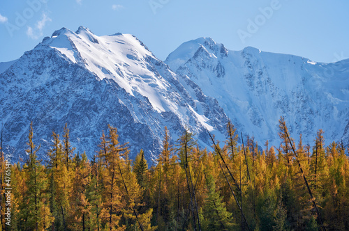 North Chui mountain range with larch forest is on foreground. . Altai, Russia