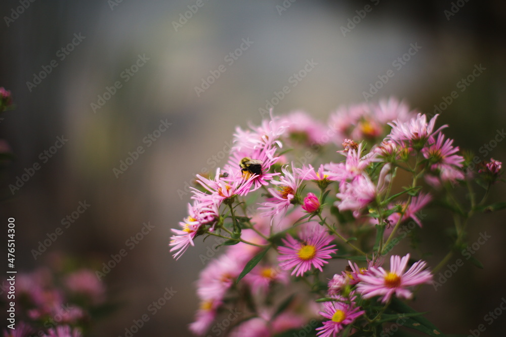 A bee on a wildflower during the summer season in Ontario, Canada. A bee on a wildflower during the summer season in Ontario, Canada.