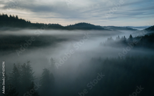 Foggy moody pacific northwest forest landscape.