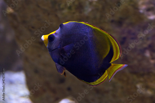 The Black Butterflyfish, the dusky butterflyfish (Chaetodon flavirostris).