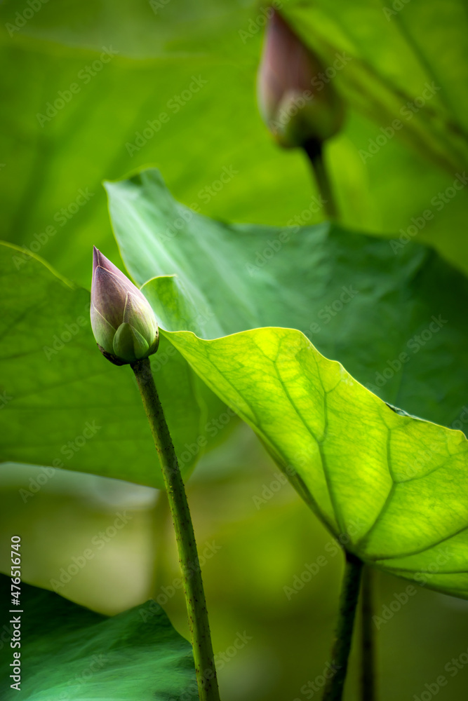 Beautiful pink waterlily or lotus flower in pond. Blooming in nature.And Lotus leaves with drops of water. Beautiful pink waterlily or lotus flower in pond. Blooming in nature.And Lotus leaves with drops of water.