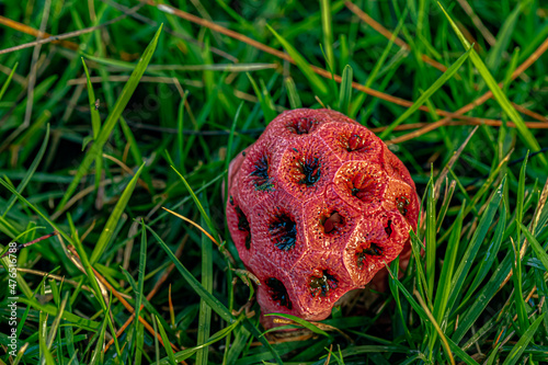 Red cage mushroom in nature. Fruit body of Clathrus ruber fungus close-up photo