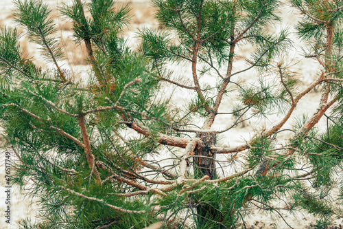 Obraz na plátne A pine tree with the upper part of the trunk sawn off by poachers in the winter forest before the holidays