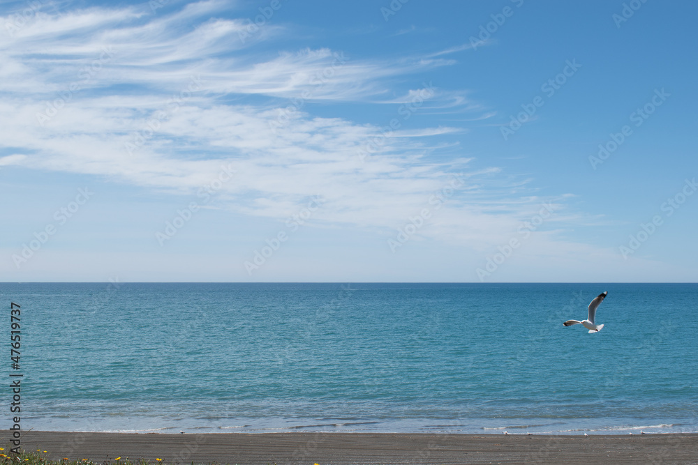 Seagull at the beach - Hawkes Bay, New Zealand Seagull at the beach - Hawkes Bay, New Zealand