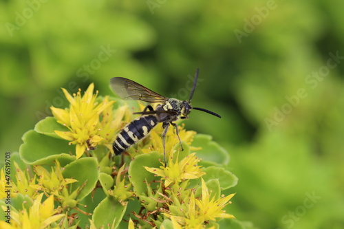 初夏の庭に咲くキリンソウの黄色い花の蜜を吸うツチバチ（オオモンツチバチ） © 俊朗 浅川
