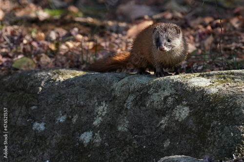 japanese weasel on the rock photo