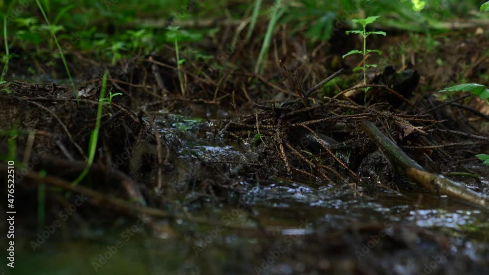 Tiny River flows in Woods Tiny River flows in Woods