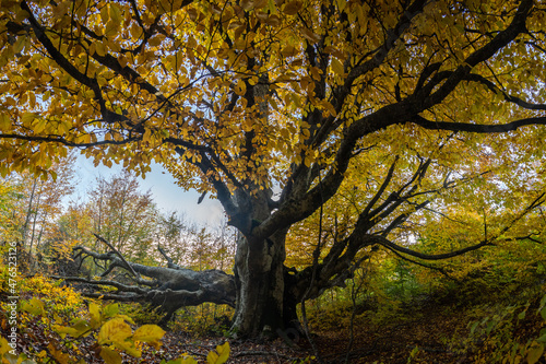 huge beech in the autumn forest