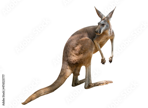 Isolated Kangaroo, full body Kangaroo on white background, have natural light and shade on the body of Kangaroo. Image of zoo animal.