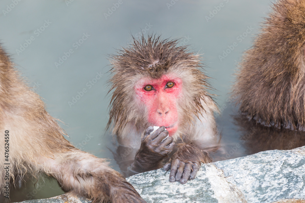 Obraz premium Japanese snow monkey onsen (macaques) in the pool in winter