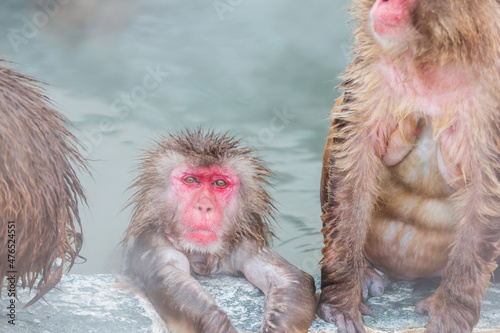 Canvas Print Japanese snow monkey onsen (macaques) in the pool in winter