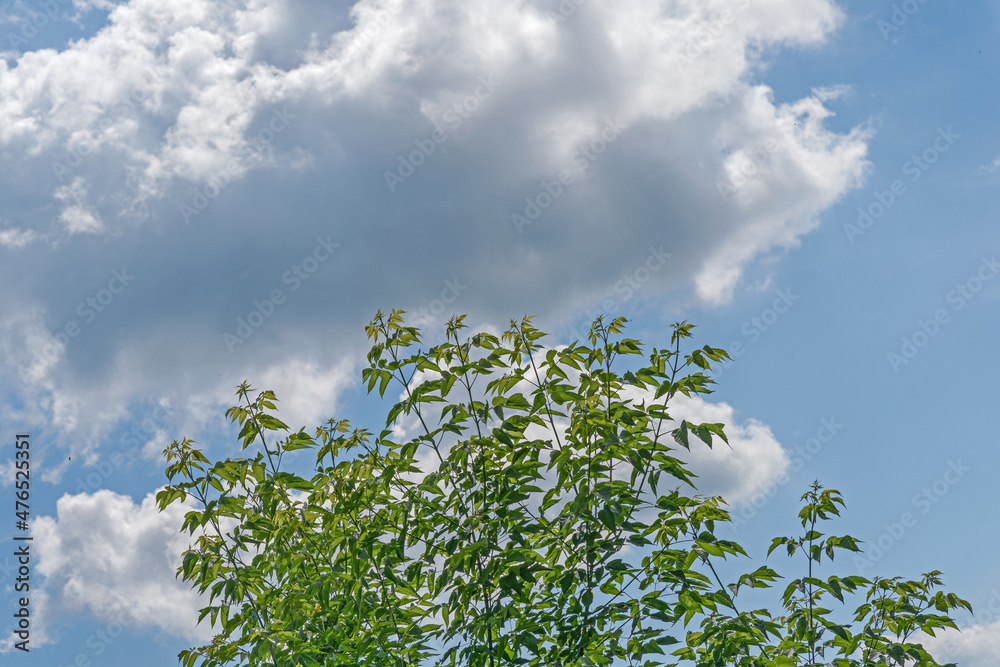 Maple branches with young leaves against a blue sky with white clouds on a summer day Maple branches with young leaves against a blue sky with white clouds on a summer day