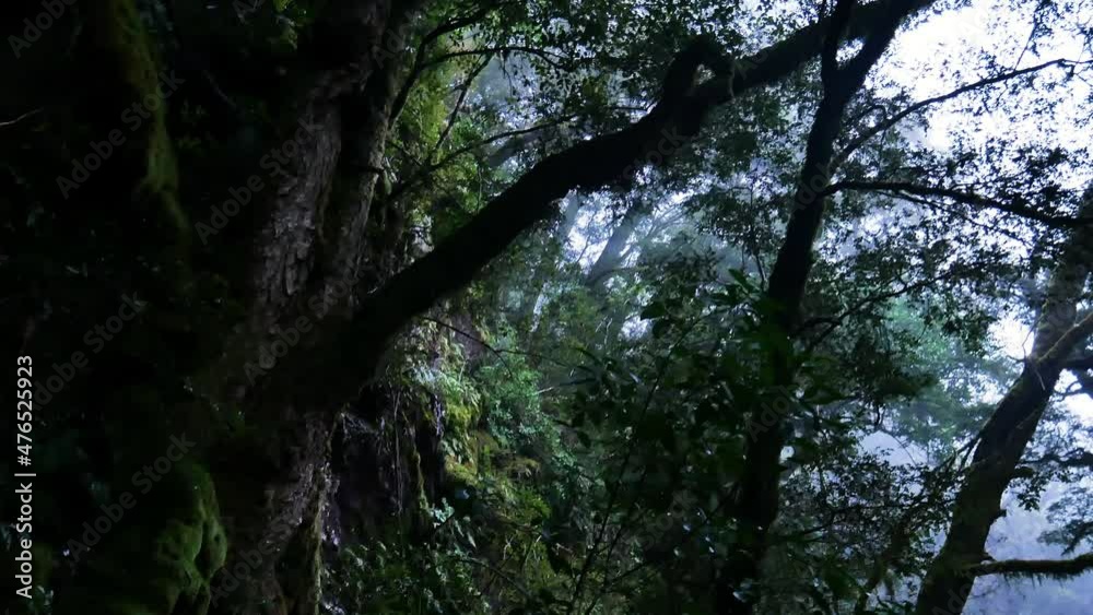 Mystical Dense Forest with plants and leaves on mountain during daytime,close up Mystical Dense Forest with plants and leaves on mountain during daytime,close up