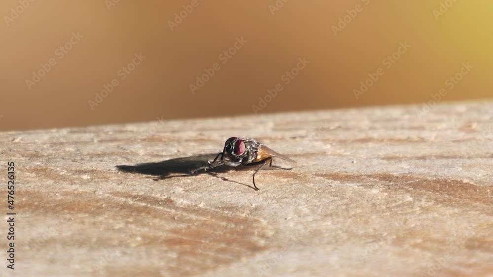 Extreme close up of housefly engages in antennal cleaning on rough surface. Extreme close up of housefly engages in antennal cleaning on rough surface.