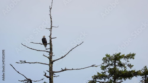 Bald eagle perched on branch of dead tree; static shot with copy space photo