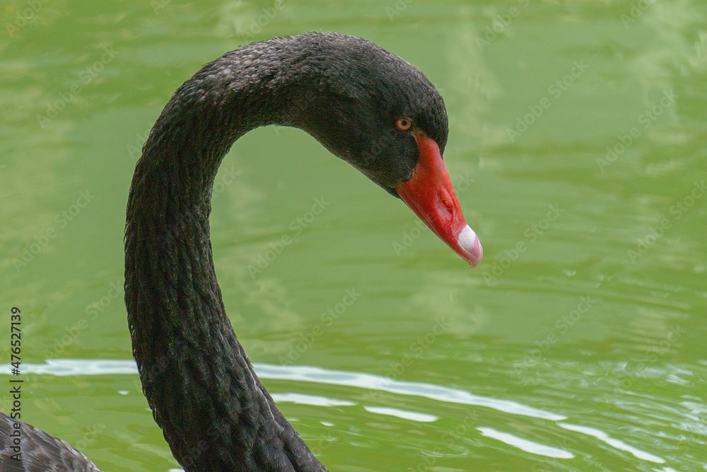 Fototapeta premium black swan
