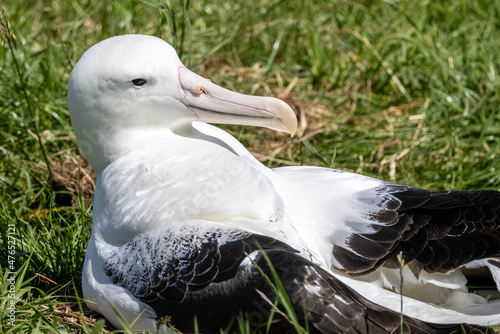 Northern Royal Albatross in New Zealand photo