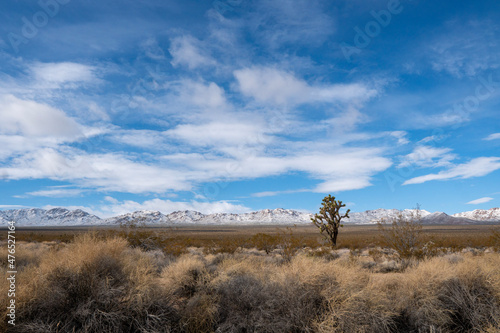 Joshua desert