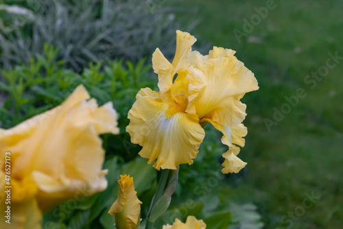 Beautiful yellow iris flower in the garden.