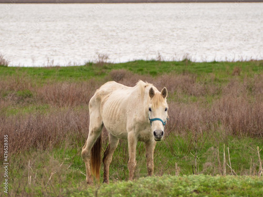 Obraz premium A skinny sick white horse grazes in a spring meadow by a pond. A horse with a bad leg looks at the camera. The concept of animal care