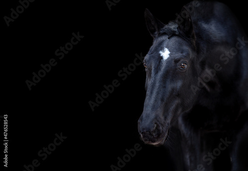 Portrait of a black horse on black background. Text space
