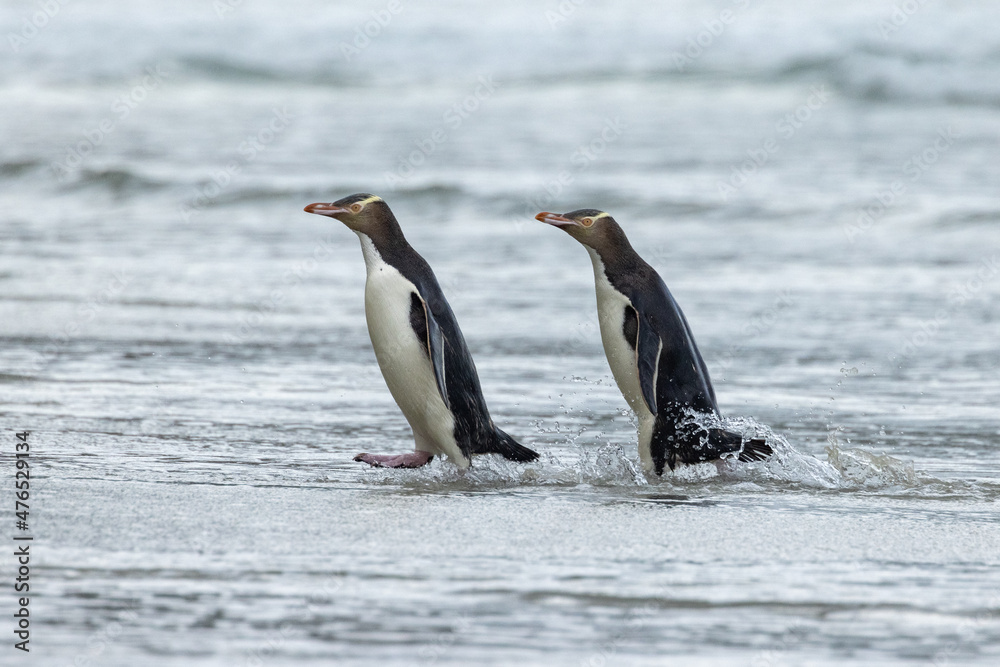 Obraz premium Endangered Yellow-eyed Penguin in New Zealand