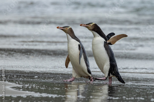 Endangered Yellow-eyed Penguin in New Zealand