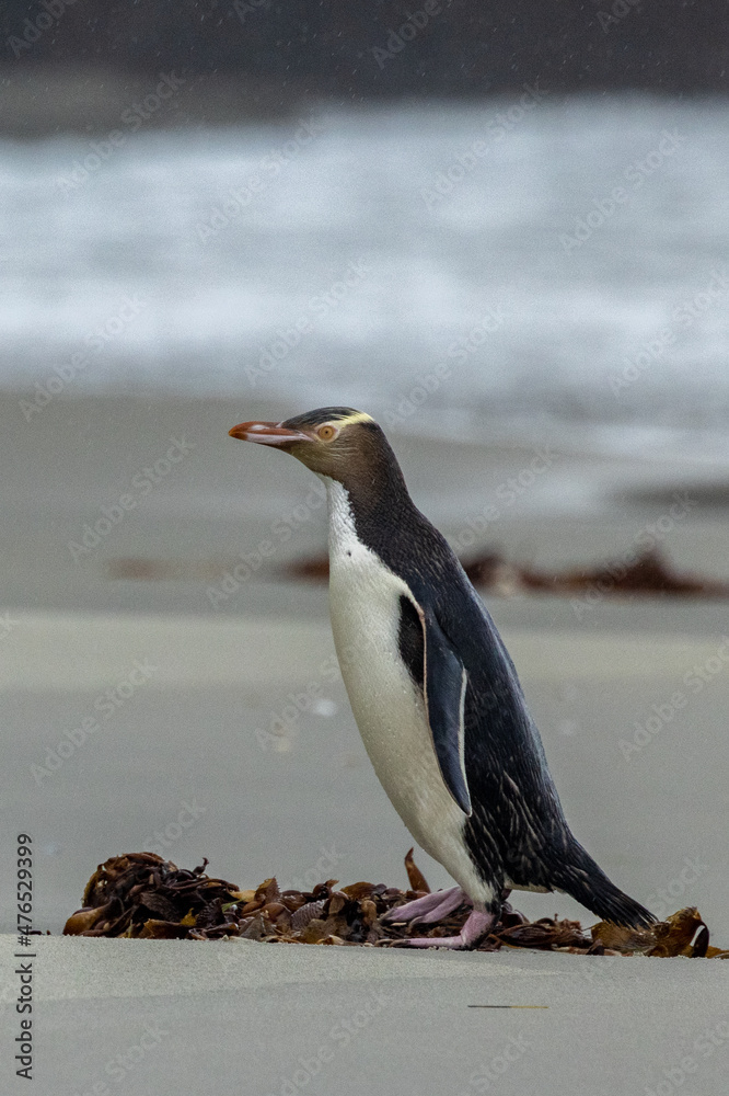 Fototapeta premium Endangered Yellow-eyed Penguin in New Zealand