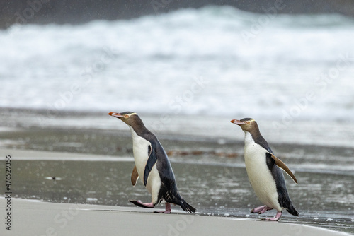Endangered Yellow-eyed Penguin in New Zealand photo