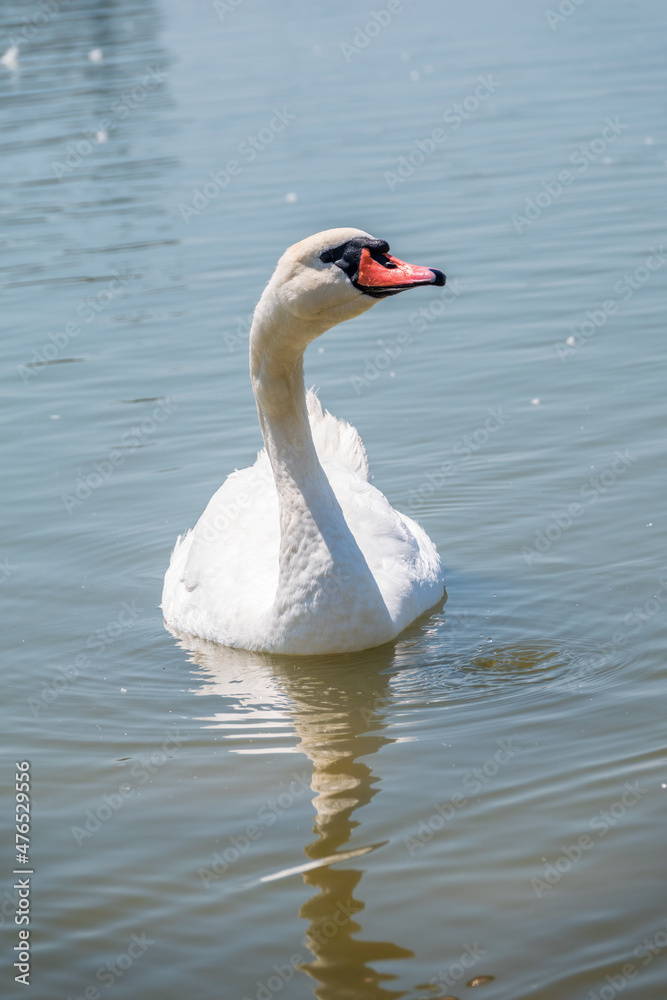 Graceful white Swan swimming in the lake, swans in the wild. Portrait of a white swan swimming on a lake. Graceful white Swan swimming in the lake, swans in the wild. Portrait of a white swan swimming on a lake.