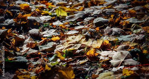 Carpet of yellow maple leaves lying on the ground in morning sunlight. Abstract autumn leafy background.