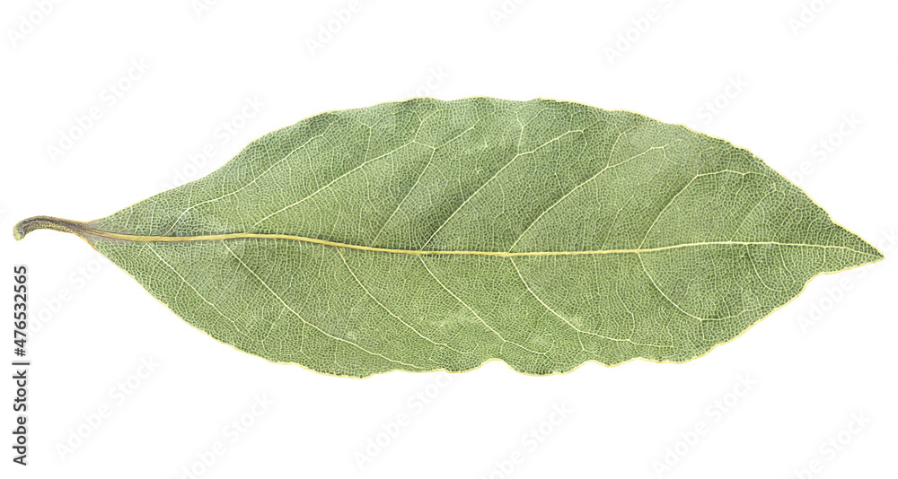 Obraz premium Dried bay laurel leaf isolated on a white background, front view.