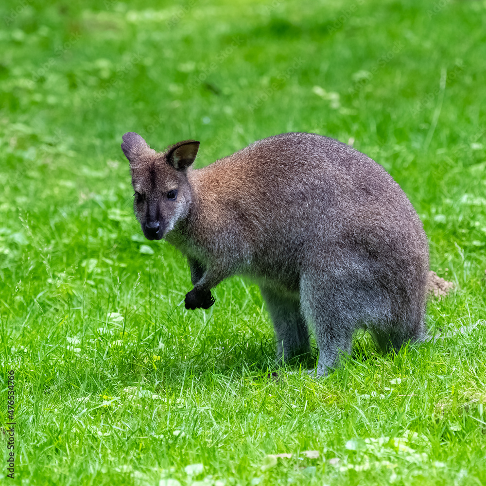 A wallaby, Macropus rufogriseus, standing on the grass
A wallaby, Macropus rufogriseus, standing on the grass