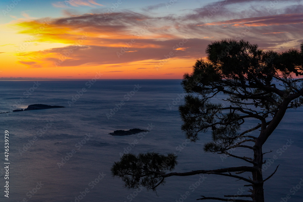 Silhouette Pine tree on sunset time. Dalmatian coast of the Adriatic Sea. Croatia.
