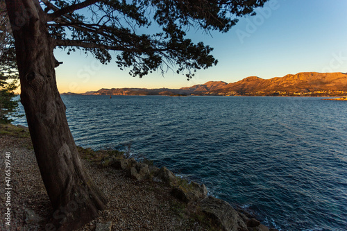 Rocky beach with crystalic clean sea water with pine tree on the coast of Adriatic Sea, Croatia. photo
