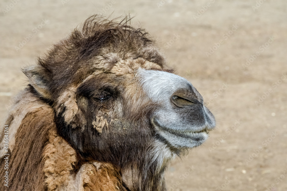 Bactrian Camel (Camelus bactrianus)