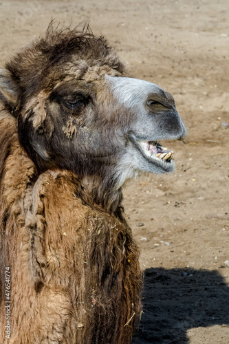 Bactrian Camel  Camelus bactrianus 
