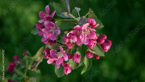 Spring landscape - a blossoming apple tree in the rays of the setting sun. Bright pink flowers on an apple tree against the background of a city park.