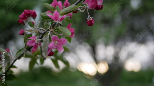 Spring landscape - a blossoming apple tree in the rays of the setting sun. Bright pink flowers on an apple tree against the background of a city park.