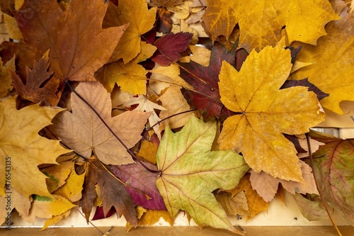 Autumn golden colors leaves background