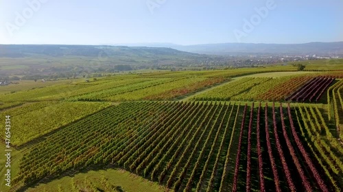 Wallpaper Mural Luftbild mit Drohne von herbstlichen Weinbergen der Winzer Rheinhessens bei Großwinternheim in der Nähe von Ingelheim und Bingen während des Sonnenuntergangs im Herbst, Kaiserpfalz, Rheinland Pfalz Torontodigital.ca