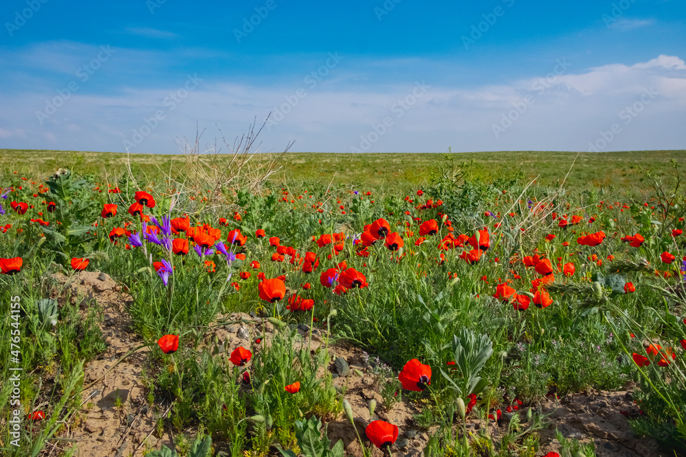 Blooming red poppy flowers in May.  Spring season in steppe concept. Nature landscape.