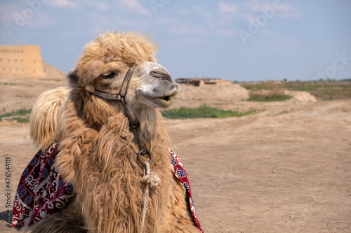 Portrait of bactrian camel in Kazakhstan. Desert steppe transport