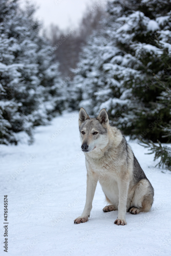 wolf in a snowy winter forest wolf in a snowy winter forest