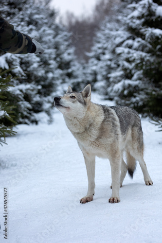 wolf in a snowy winter forest © Анна Перфилова