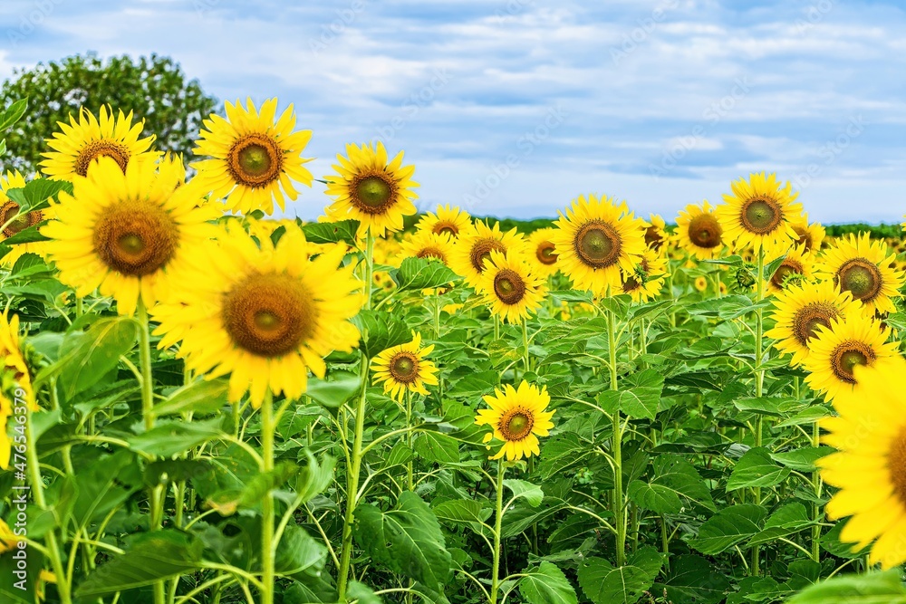 Fototapeta premium Beautiful sunflower flower blooming in sunflowers field.Thailand.