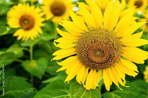 Beautiful sunflower flower blooming in sunflowers field.Thailand.